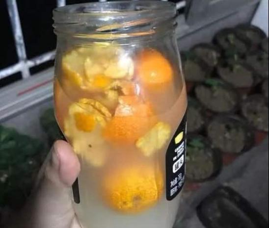 橘子皮对君子兰有什么好处?可以使它的叶片肥厚绿油油