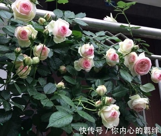 枝条|月季生长期,株型调整方法,南方花友必会的月季株型调整技巧