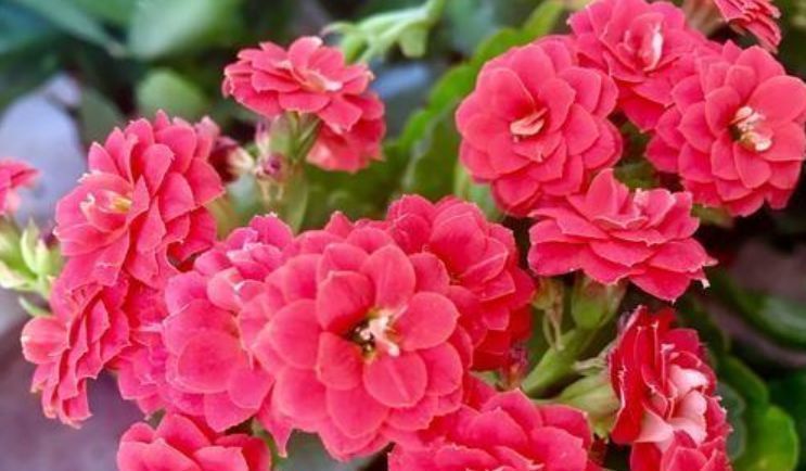 养花换盆时，多“加”1物，花卉“10年”不烂根，叶子绿，开花多