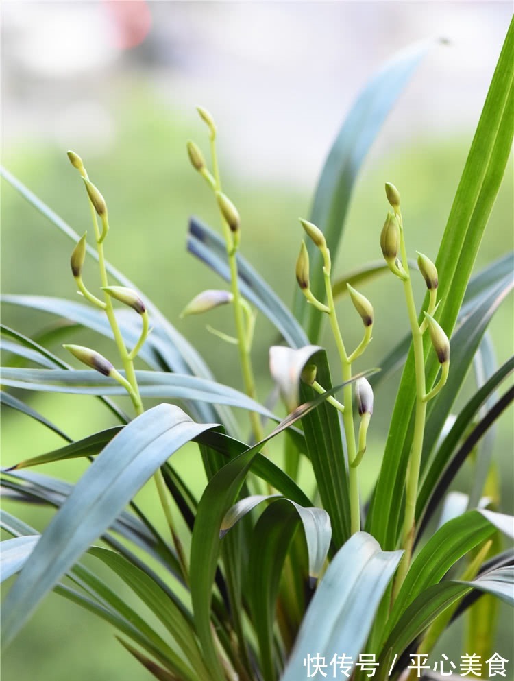 养兰花，浇水2句话，兰花不烂根，越长越旺，蹭蹭冒花苞！