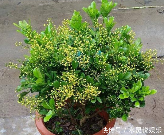 关键点|养的“米兰花”清香扑鼻,掌握3个关键点,花开满盆,比香水好闻