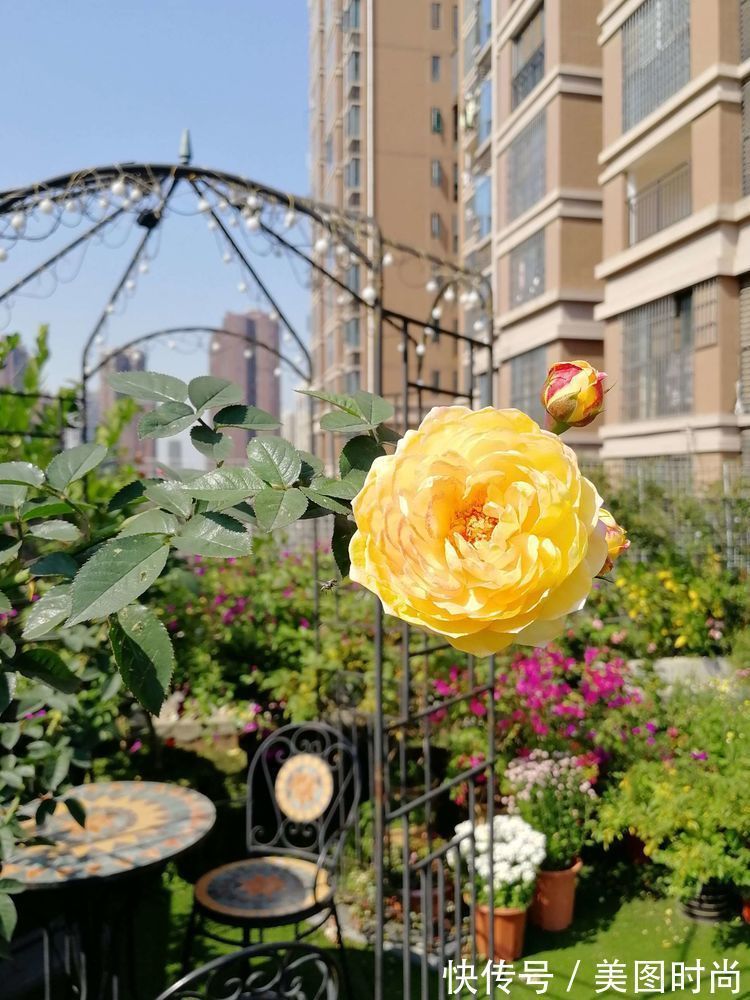 菜地|2年前买了个300㎡的露台，打造成屋顶花园，过上了田园生活