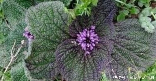 价值|35一斤的“癞蛤蟆草”能活血止痛,价值珍贵,却没有多少人知晓