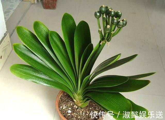 君子兰|君子兰花箭“闷坏了”,夹箭严重怎么救教你一招