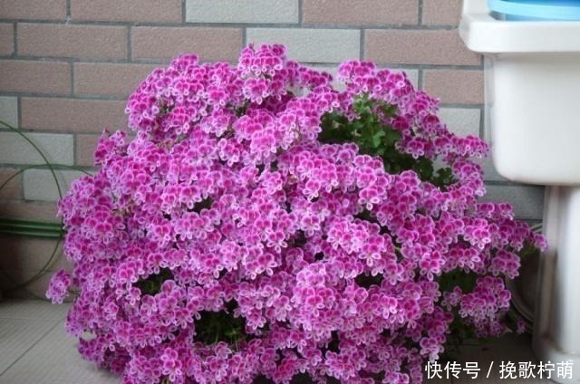 养花|欧洲最流行的阳台花卉,花色艳丽,三季开花,极易爆盆,养花选它!