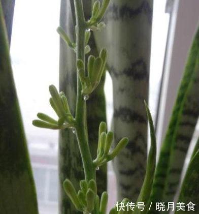 秋养虎皮兰,做好3个关键点,虎皮兰也能开花