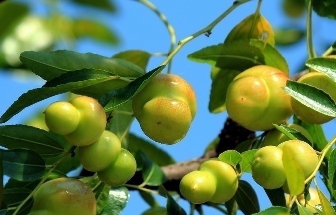 水果|对女性最好的水果,每天吃一个,肝脏好了,皮肤变得细嫩爽滑