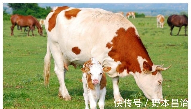 养殖户|怎么判断母牛发情?怎么知道母牛是否排卵?以下牛繁殖技术请收藏