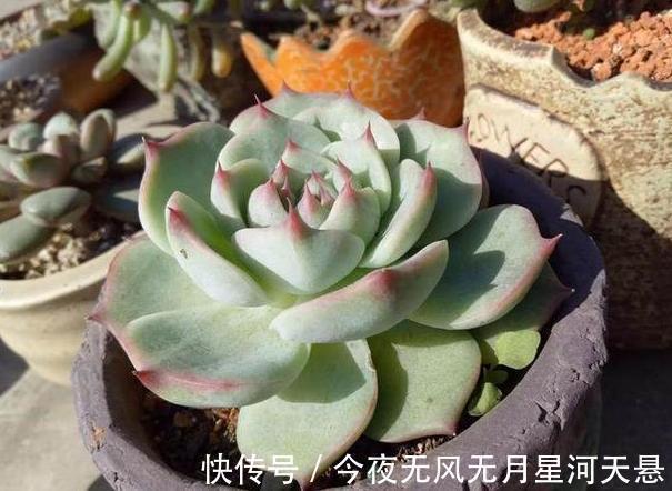 叶片|买回家的多肉盆栽''穿裙子''从3方面自查,学会一对一解决