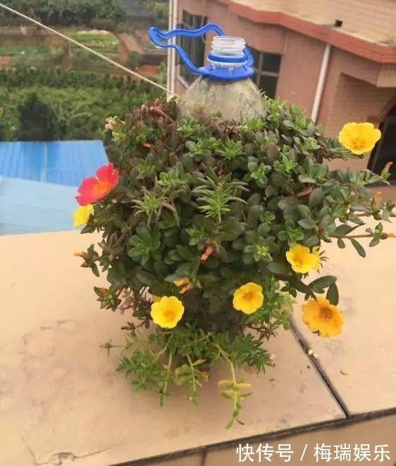 多肉|“塑料瓶”竟是养花神器,学会“4种”用法,一生受用、养花旺
