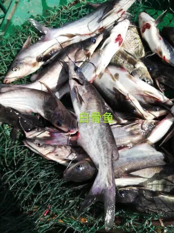 矶竿|这种是我国最贵的淡水鱼品种之一，很多人即使钓到都舍不得吃