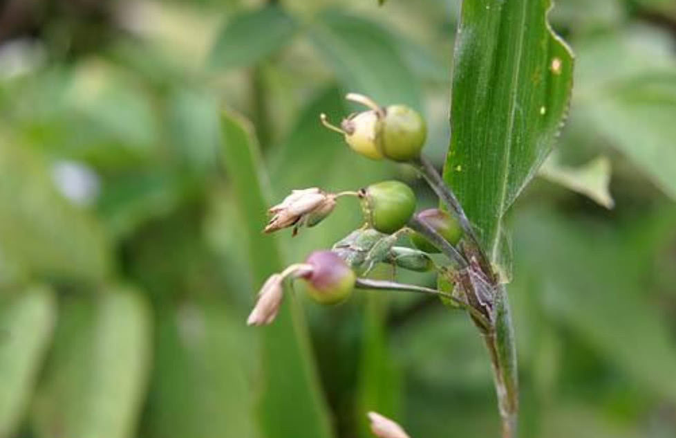 农村地区|农村这种野草,被人们称为“来尿珠”有着不少的价值!