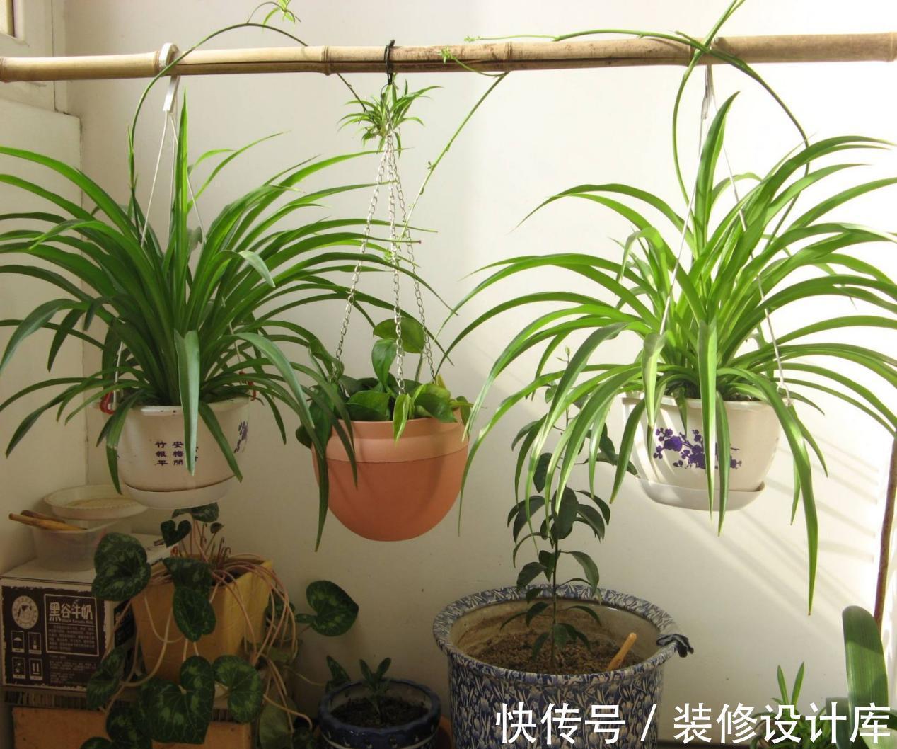 植物|浇花，用好这4种“水”，效果就像打了激素，刺激植物疯长