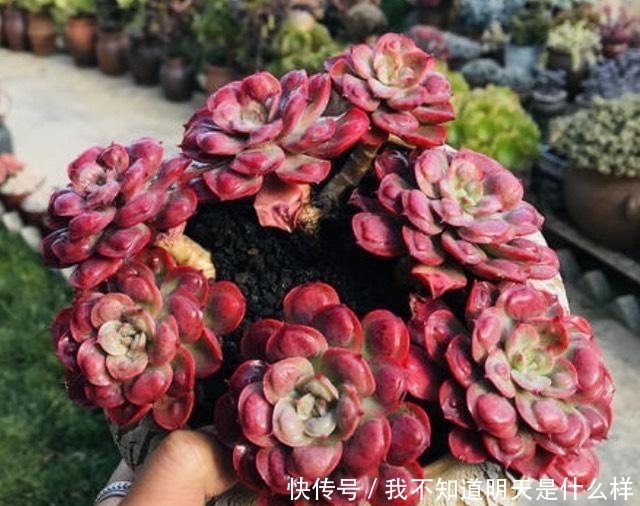 3款“爱哭鼻子”的多肉植物,名字很凄美,出了状态确让人很陶醉