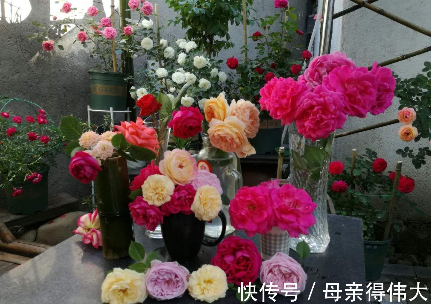 养花牢记“3口诀”,啥花都能养好,阳台变花园,四季花不败