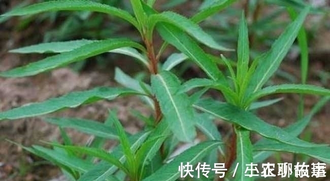 解酒|农村一种野草,酒后泡一泡,解酒又护肝,被誉为“天然解酒药”