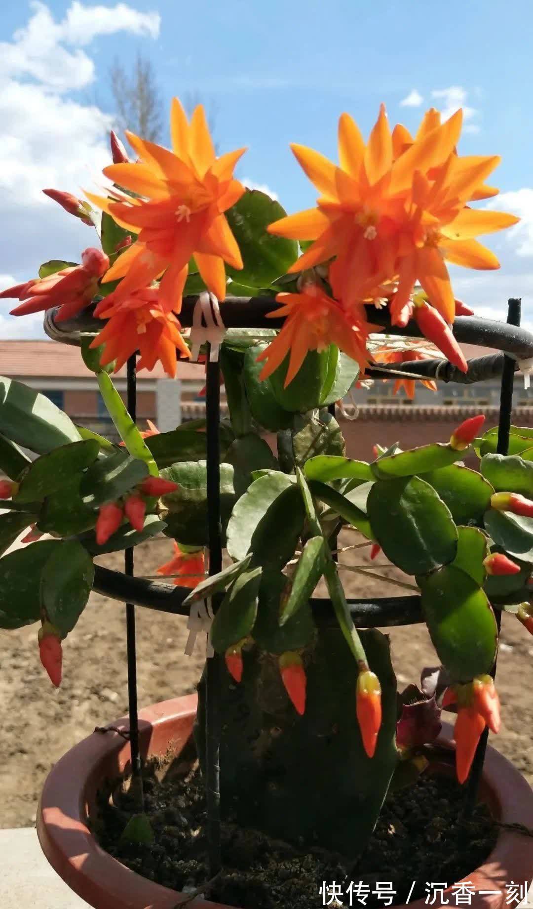 蟹爪兰|真假蟹爪兰,十有八九会认错,“嫁给”仙人掌后,统统开成花大树