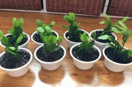 入冬后,这“3种”花不用买用1个“套路”,不花钱就能带回家