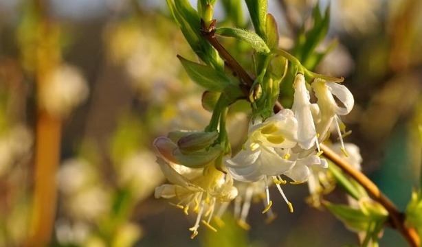 银耳|晚上是养肝好时候,晚餐若常吃这3种食物,肝脏会感谢你