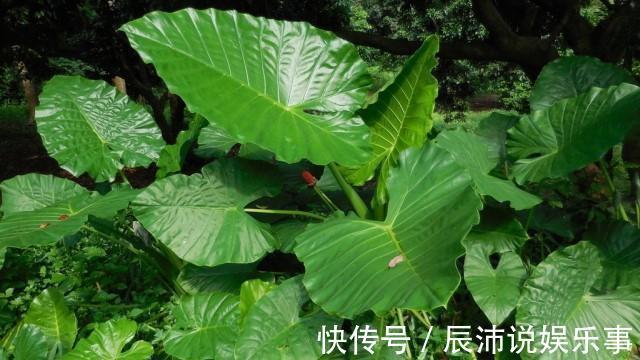 4种“大毒花”，家里经常养，修剪要小心，别碰上