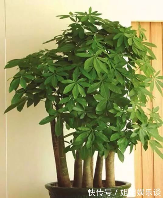 喷洒|给发财树喷一点小玩意，叶子翠绿发光，新芽新枝条蹭蹭冒