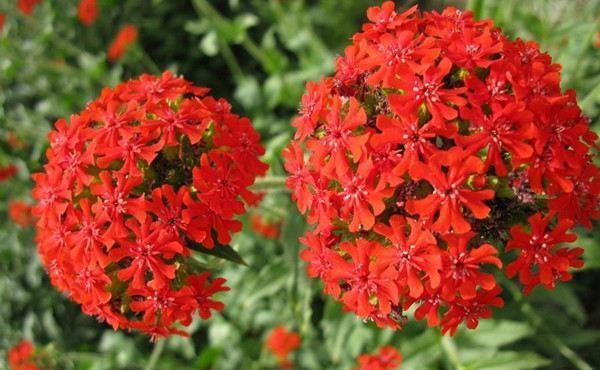 养花|养花试试这几款,花色艳丽,室内养一盆也是非常不错的