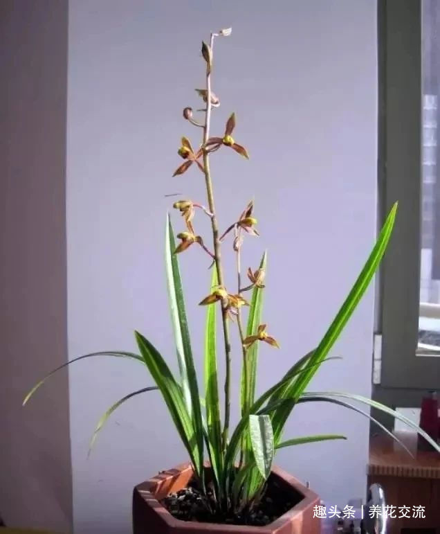 兰花|兰花五大家,春兰、蕙兰、建兰、墨兰和寒兰咋养,养护指南看这里