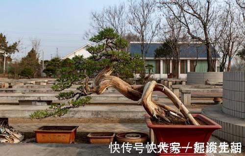 松柏|松柏盆景是盆景界的长寿树,教你日常养护的要求和技巧,长势旺盛