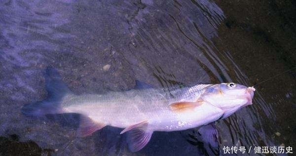 夏钓时，我只在这“钓点”下竿，不吹不黑，钓到天黑也不想走！