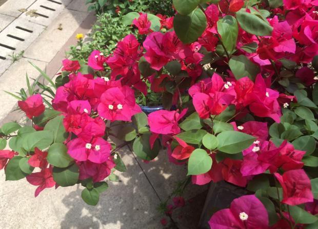 月季|天凉养三角梅、长寿花、月季，9月抓紧时间催花，10月花满树