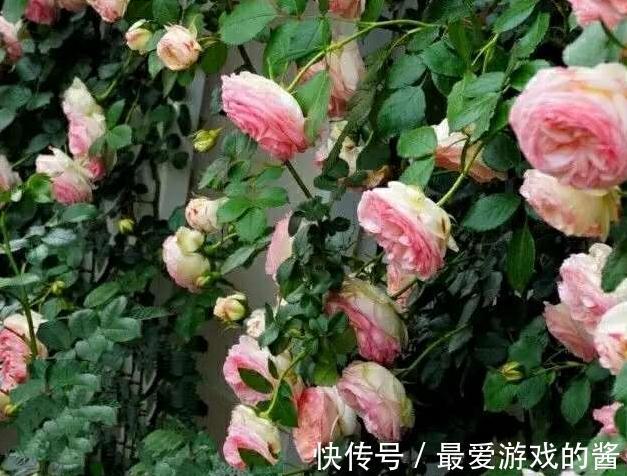 这样配土,月季不爆发才怪,你都了解过嘛