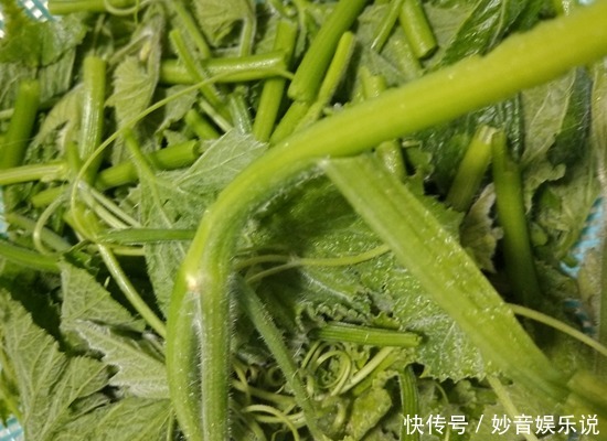  从不|遇到这菜我从不手软，一次买三把，调经养血，识货的都抢着买