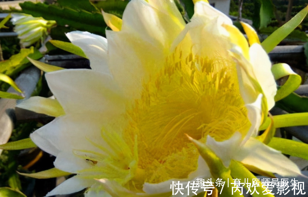 吴医师|想长寿要会吃,坚持吃的食物,美肤抗衰,排毒润肠,更显年轻