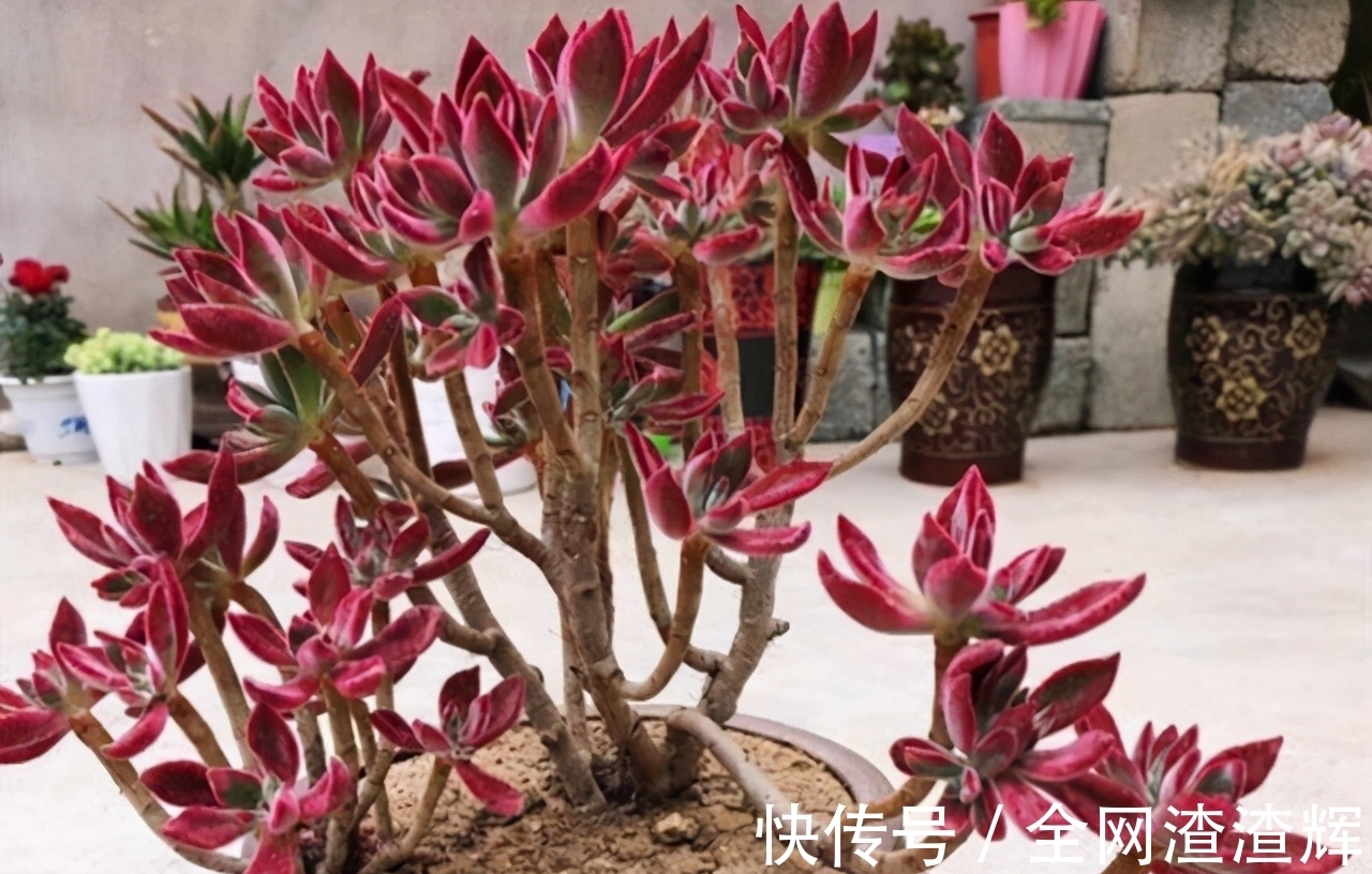 如果有露养的条件,别错过这5款多肉,出了状态红似火漂亮极了