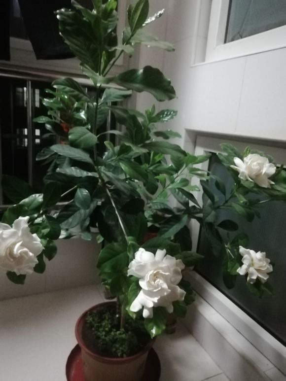栀子花居然也有这么多品种，一个比一个香，叶子越小越值钱！