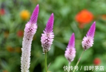 花朵似吊灯，很像一支点燃的蜡烛，遇到别小看