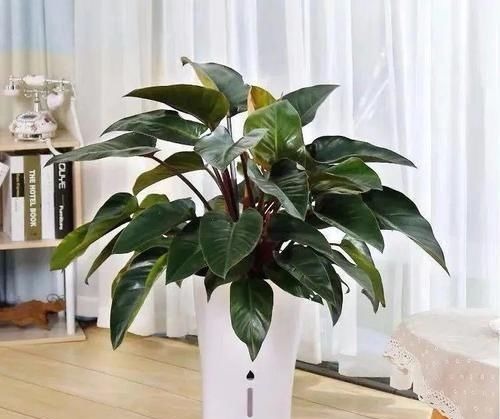 三种“吸毒花”，个个都是吉祥花，家里养一盆，呵护全家健康