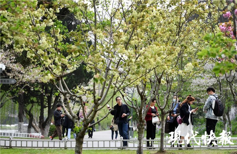 樱花原来还有绿色的！“国宝级”绿樱在南京玄武湖迎来最美观赏期