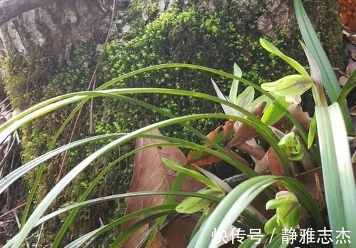 花卉|营养土的自制方法，兰友说：这样就简单了，明天开始做