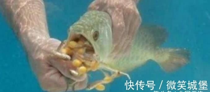 男子8000块买了条金龙鱼,回家扒开嘴巴一看,乐得一夜没睡着