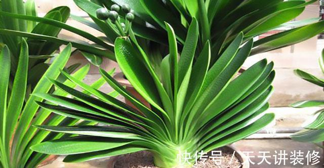 养花试试这几款,颜色比较艳丽独特,花朵好像蝴蝶一样