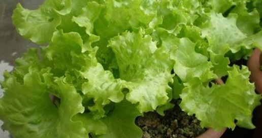韭菜|非常适合种在花盆里！盆栽几盆，足足吃一年！