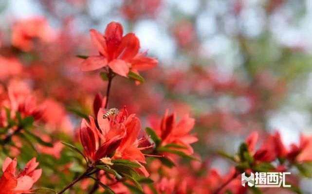 龙山杜鹃怒放，赏花正当时，点缀揭西的绿水青山