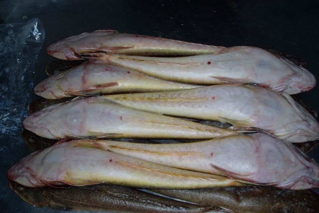 此鱼比鲫鱼刺少,比鲤鱼肉嫩,高蛋白低脂肪吃不胖,比吃红肉健康