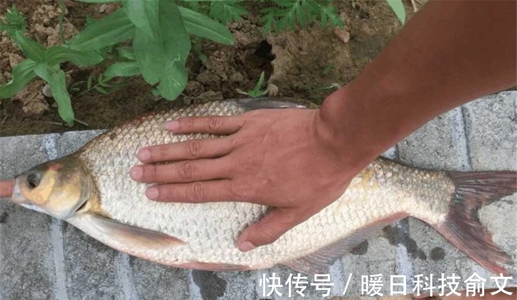 垂钓|都小暑了，还在用蚯蚓钓鱼？试试这2种钓饵，让你轻松钓大鱼