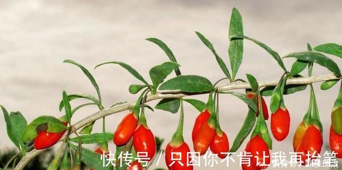 肝毒|枸杞与此物一起泡,早起各一杯,晚上不失眠了,肝毒也干净了