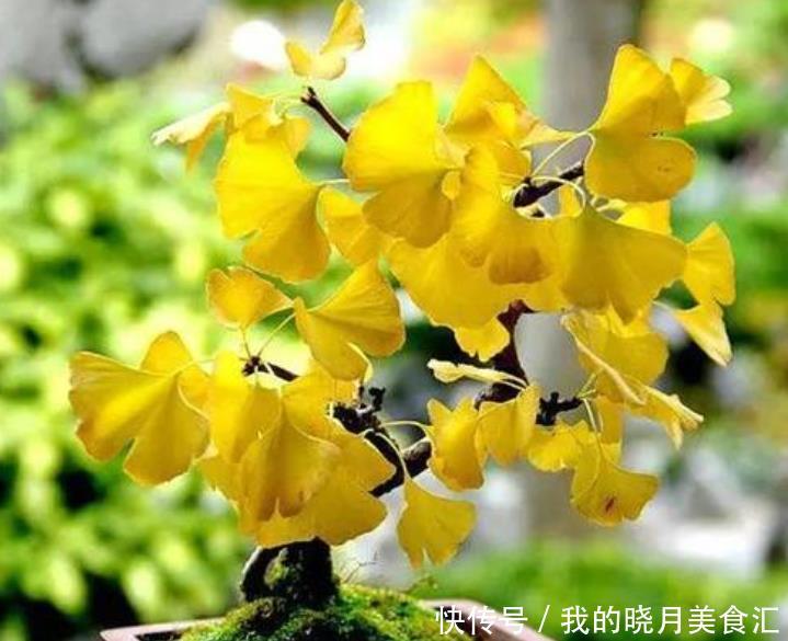 冬天买花要谨慎,懂行的人不买3种花,因为买了养不活,浪费钱!