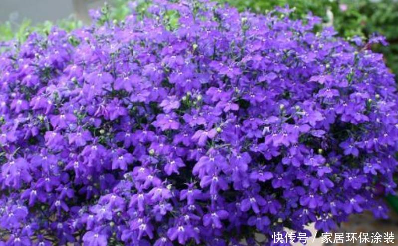 最火爆的“4种花”，一开就是200天，谁看了都想养，一养就上瘾！