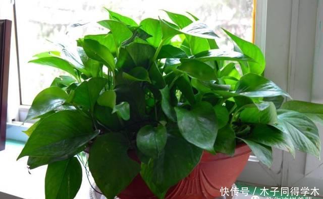 养花做好5步,新手变高手,养花不愁!