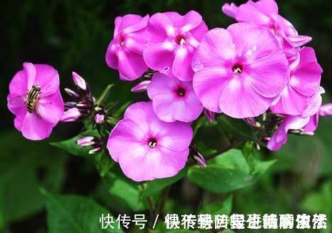 一年四季都能开花的盆栽,阳台养一盆,全年不枯萎,香气芬芳不散